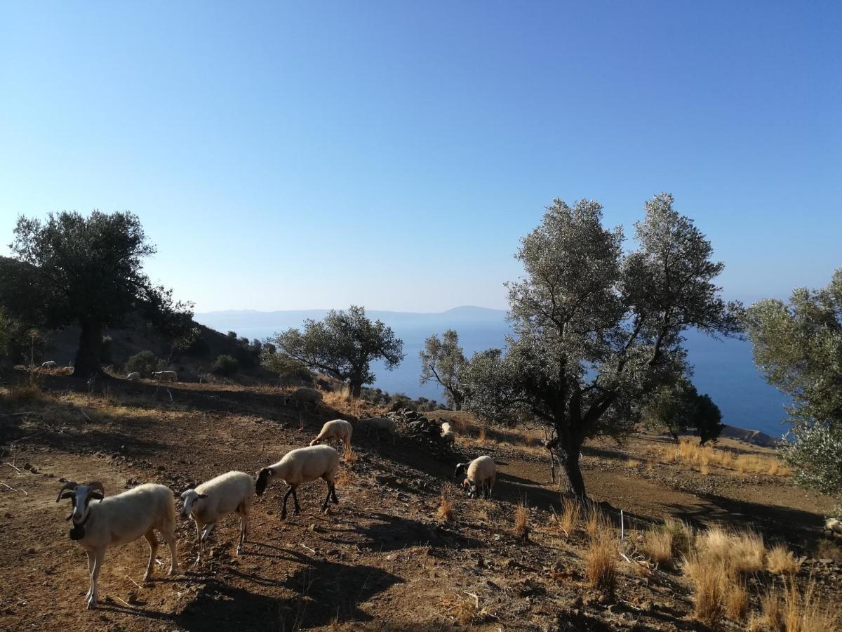 Sea Breeze Ecological Villa Agia Galini  Luaran gambar